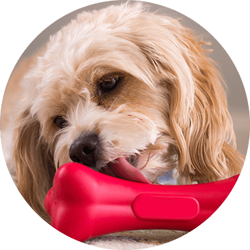 Giocattoli in gomma per cani
