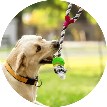 Giocattoli per cani da compagnia in corda di cotone