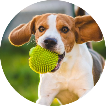 Giocattoli per cani da compagnia TPR