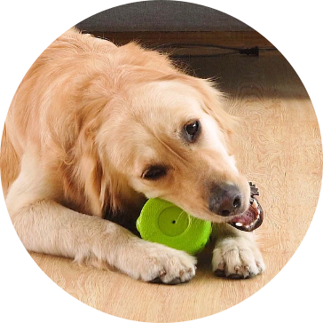 Giocattoli per cani da compagnia EVA