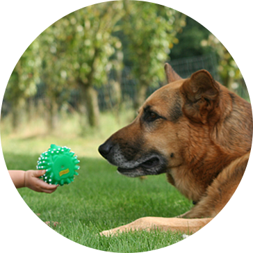 Giocattoli per cani in lattice