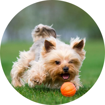 Giocattoli per cani da tennis